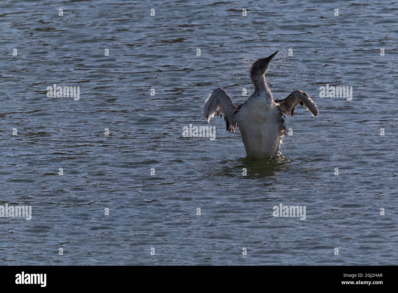 Junge tauchende Ente trocknet Flügel im Meer Stockfoto