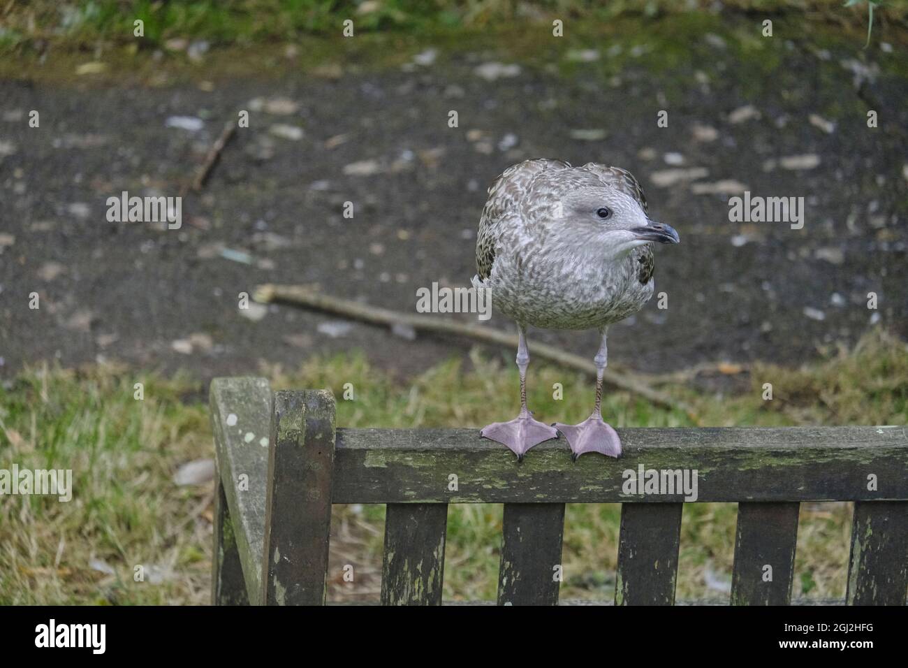 Die Jungmöwe (Larus argentatus) thront auf der Rückseite einer Parkbank. Im ersten Jahr des Gefieders. Stockfoto