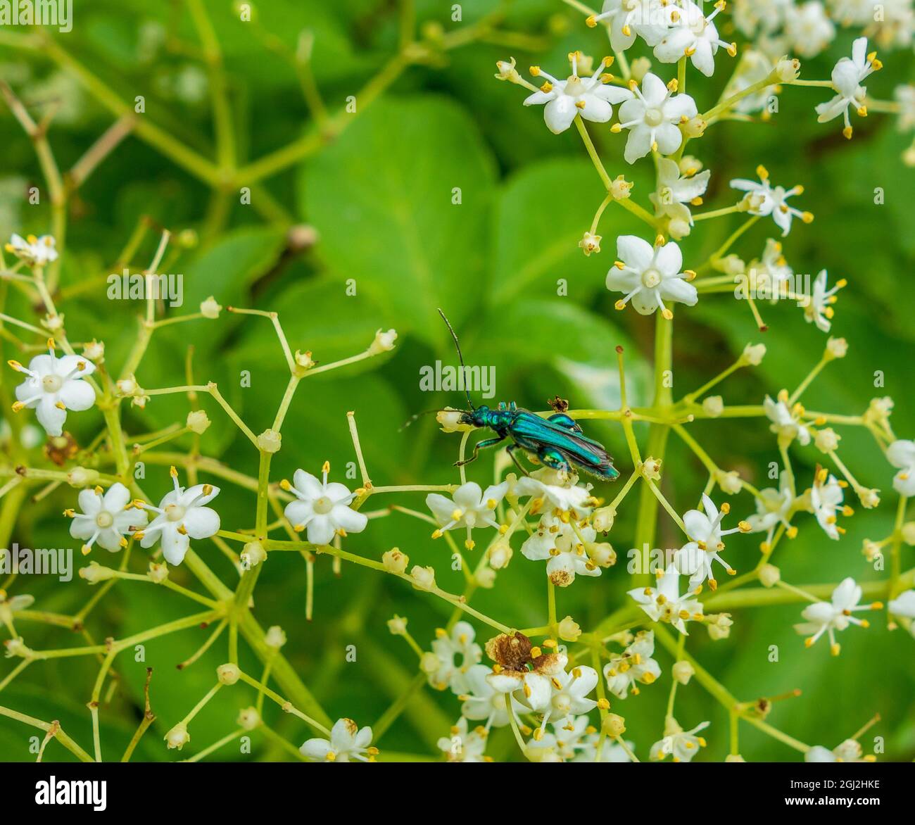 Falscher Ölkäfer in natürlichem floralem Ambiente Stockfoto