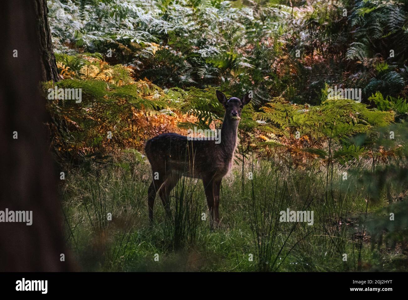 Junge Rehkitz beim Frühstück Stockfoto