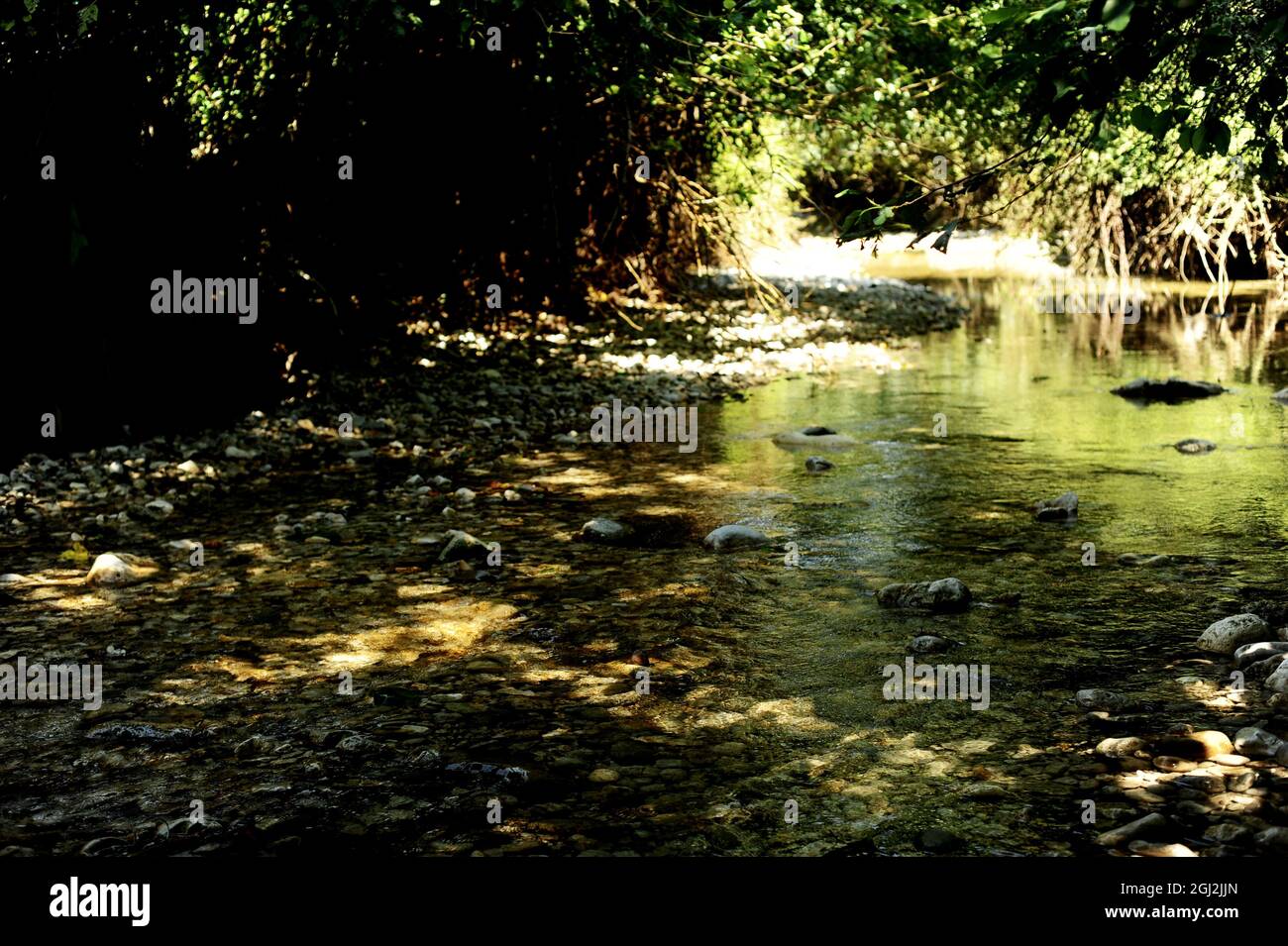 Gebirgsfluss unter grünen Bäumen. Steine im Wasser. Abchasien ist ein Land der Seele Stockfoto