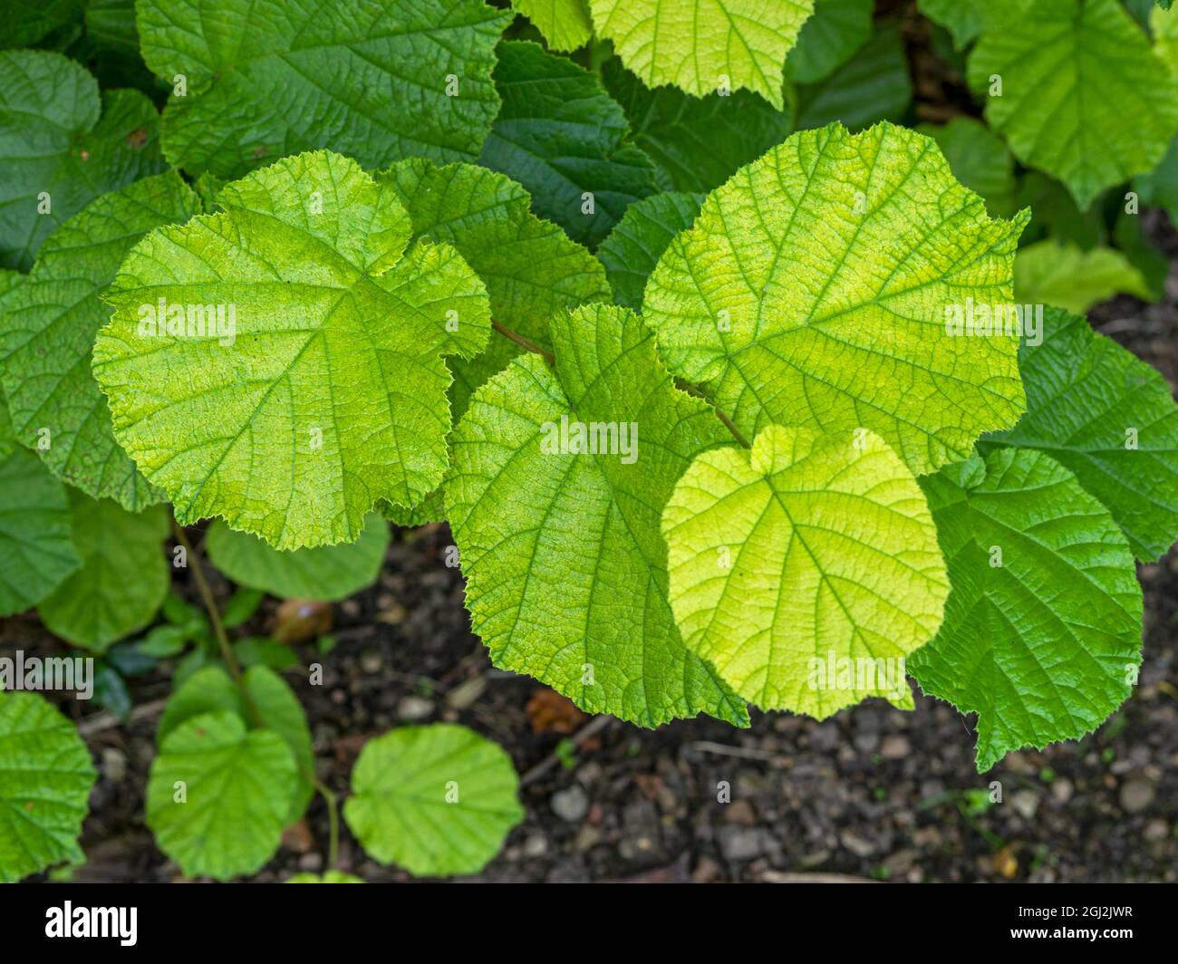 Blätter von geläufigen Hasel mit schönen Farben und Texturen Stockfoto