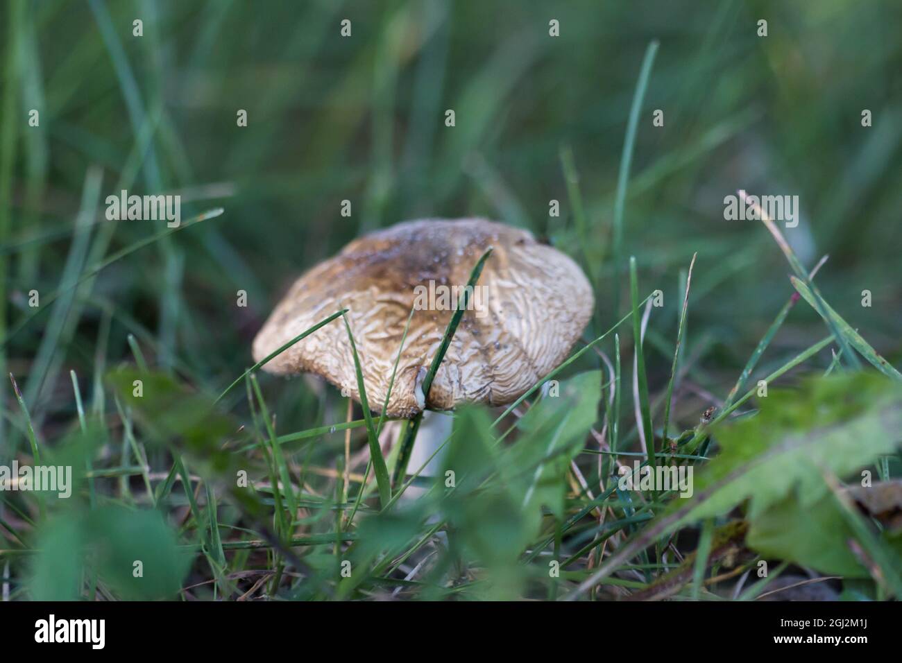 Alternde Todeskappe (Amanita phalloides) Stockfoto