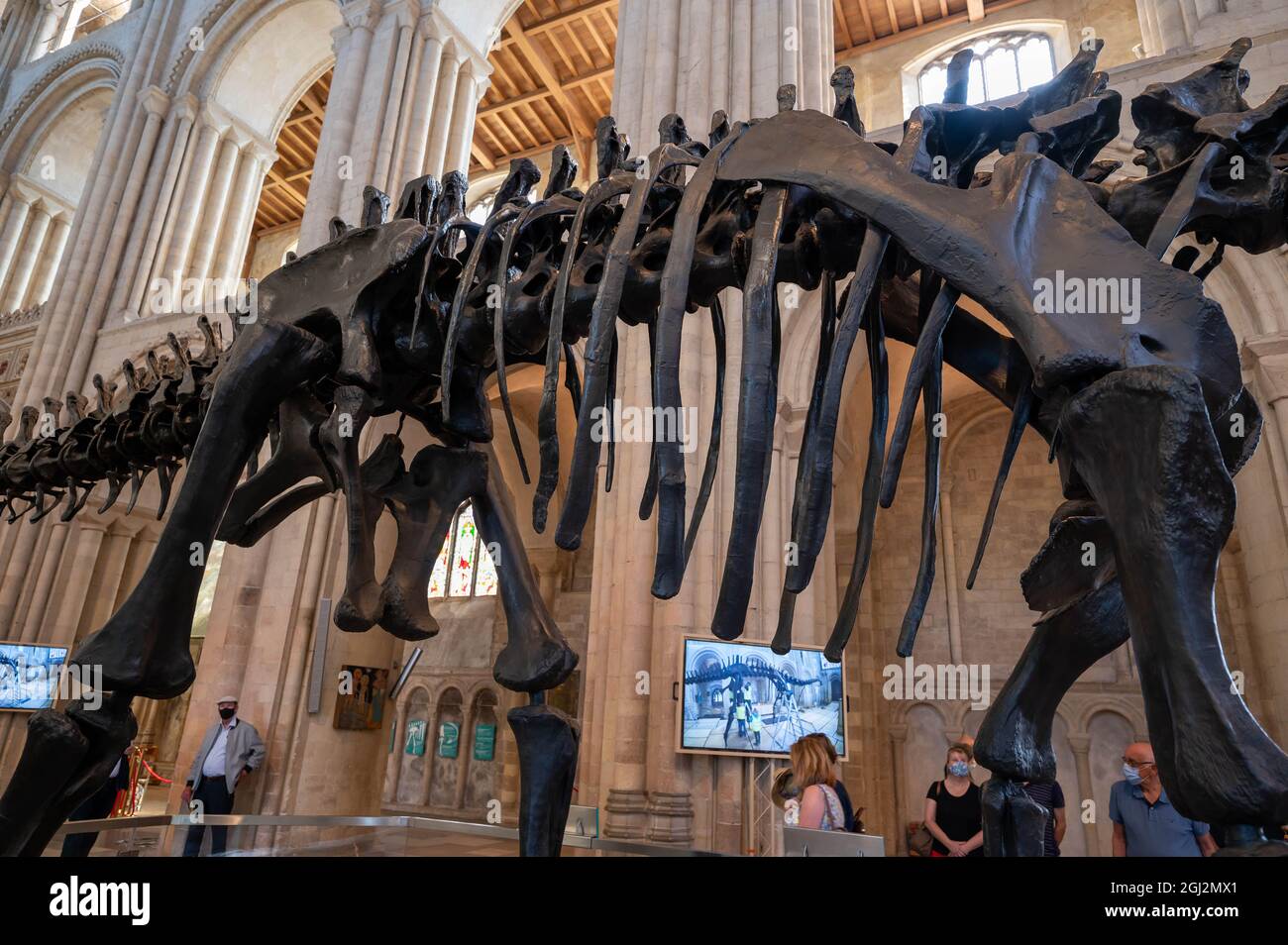 Ein Blick auf den berühmten Dippy-Dinosaurier auf einer Tour in der Norwich Cathedral Norfolk Stockfoto