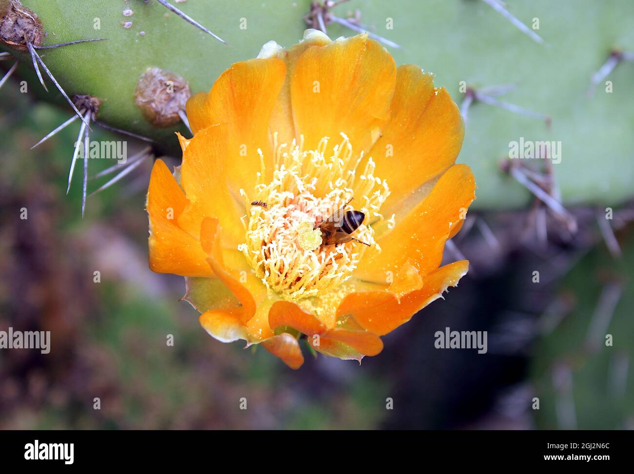 flor de chumbera, Opuntia ficus-indica Stockfoto