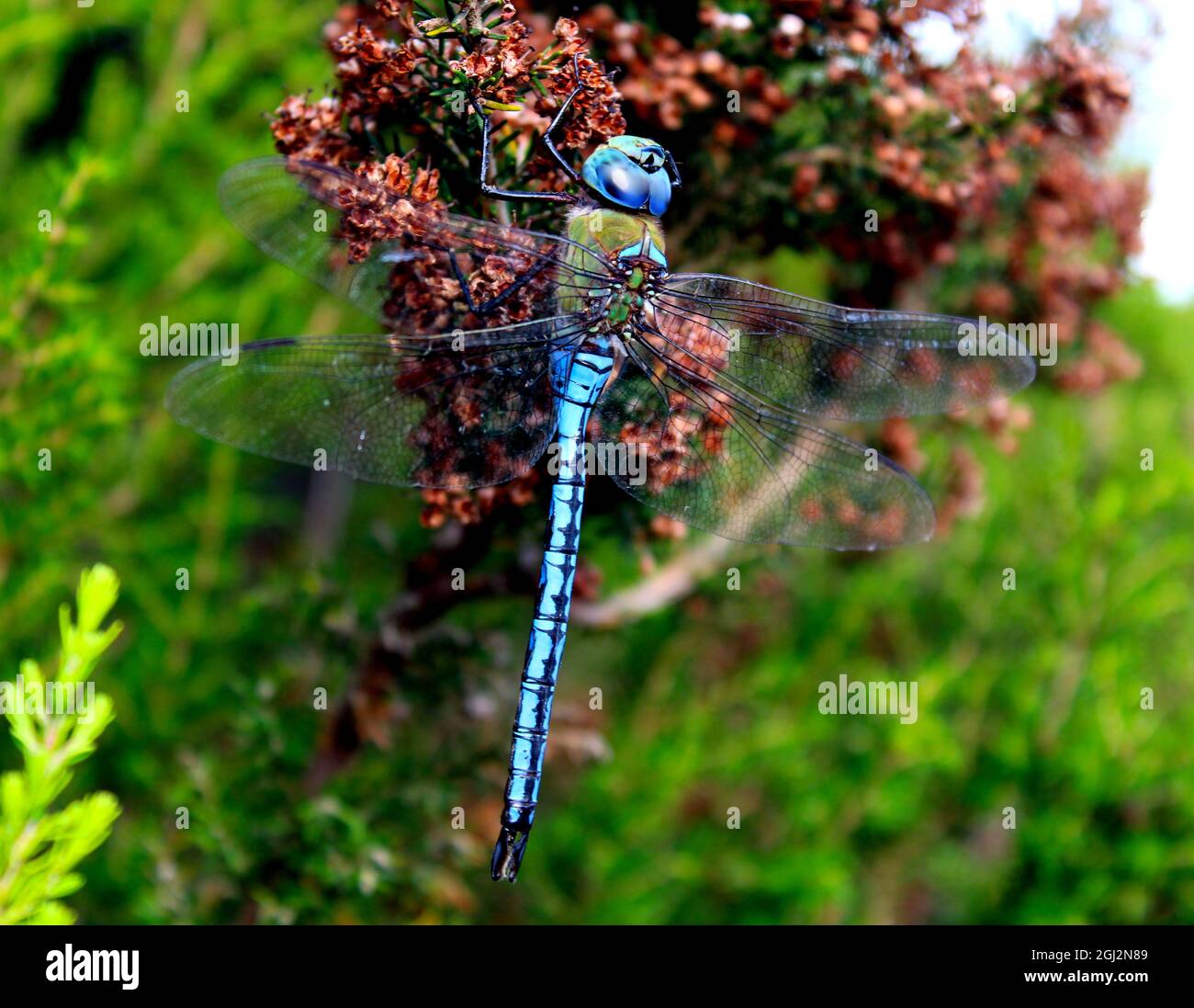 Libélula azul Stockfoto