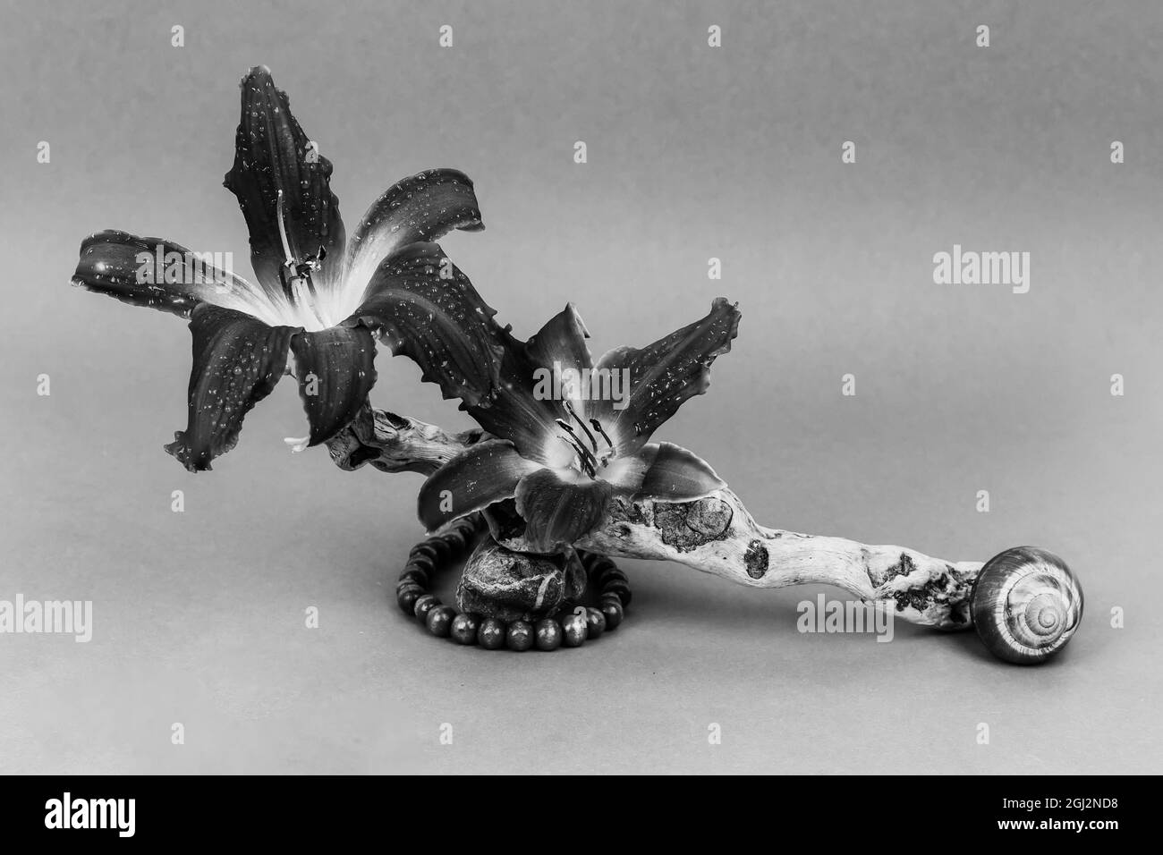 Stillleben von frischen Lilienblumen, trockenen Stäbchen, Schneckenschalen und Holzperlen mit einem kieselfarbenen Schwarz-Weiß-Foto Stockfoto