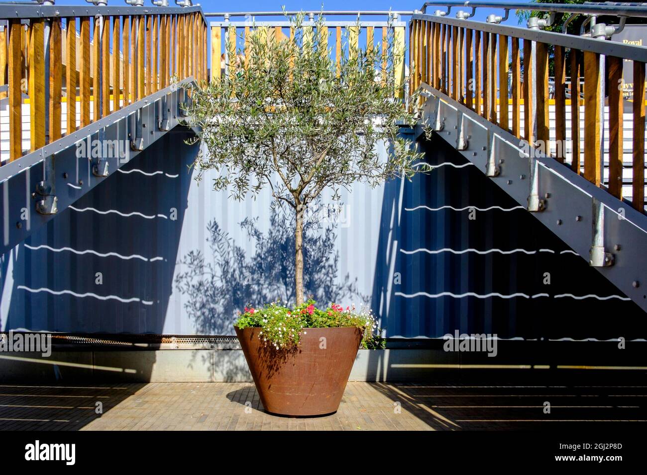 Olivenbaum (Olea europaea) in verrosteten Metalltopf. Stockfoto