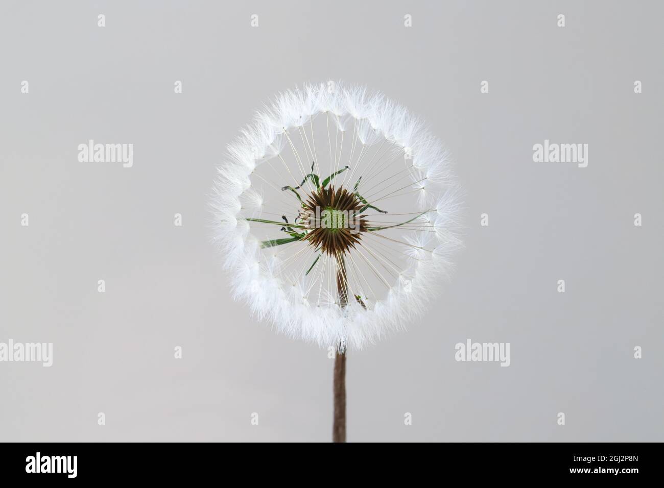 Pusteblume vor einem hellen weißen Hintergrund Stockfoto