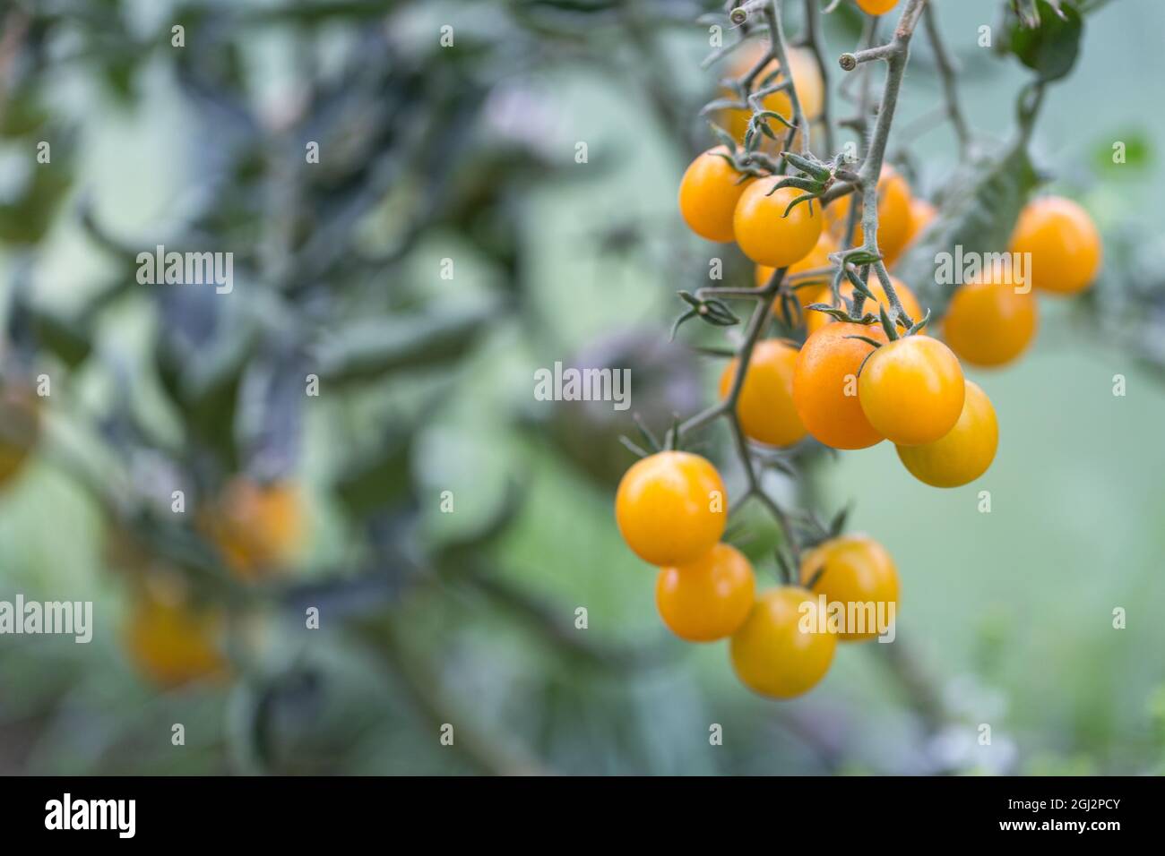 Reife gelbe Bio-Tomaten im Garten, Gewächshaus, ampelöse Tomatensorte Stockfoto