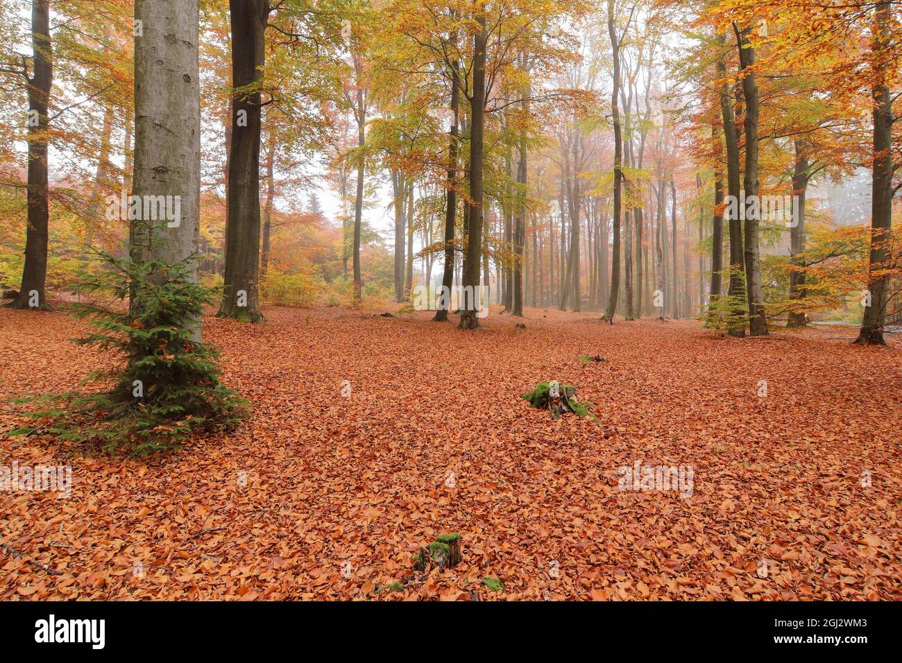 Herbstbuche mit Weitwinkelobjektiv, Cerne Voderady, Voderady Beechwood, Tschechische Republik Stockfoto