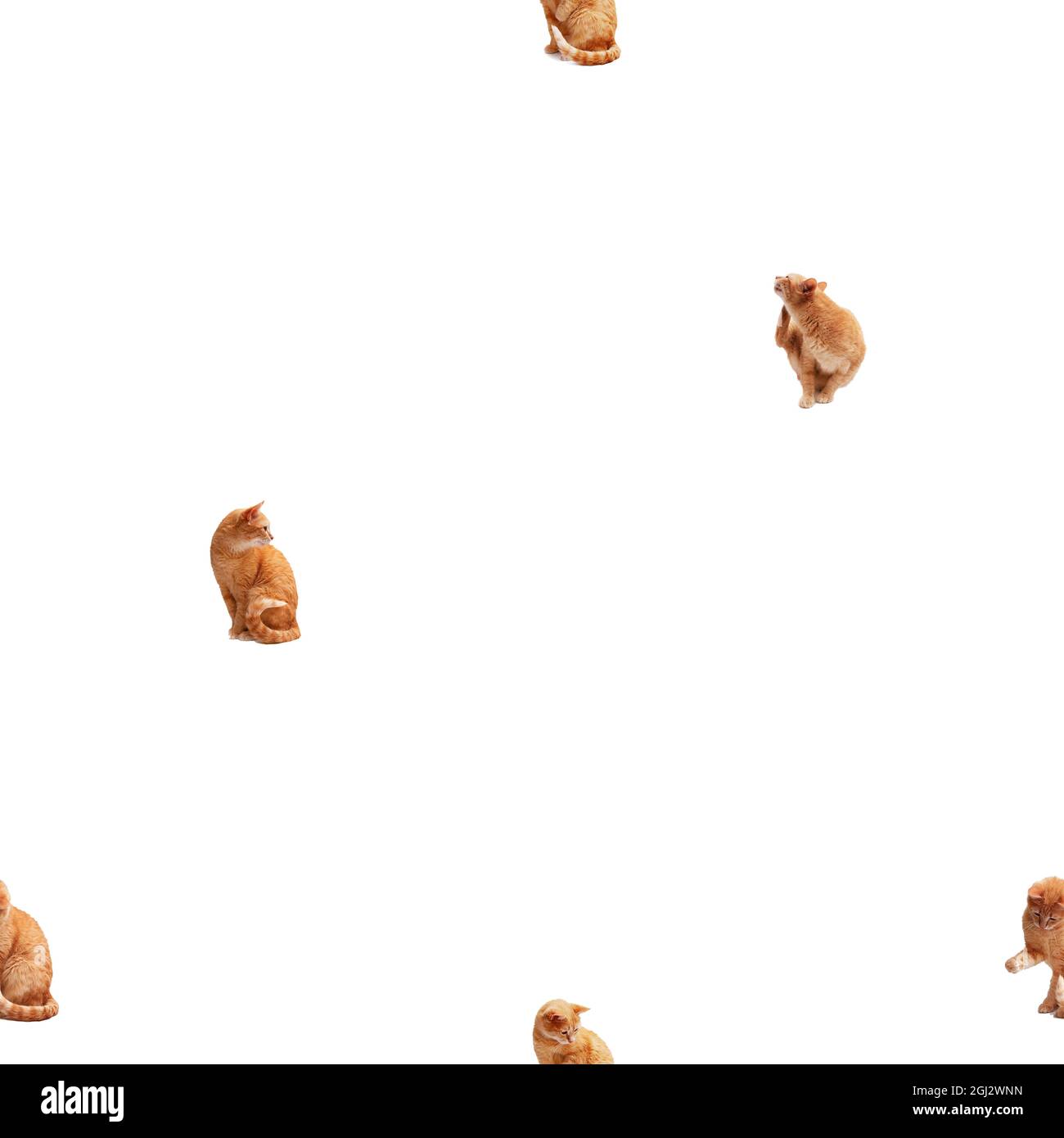 Nahtloses Muster mit Ingwer-Katze auf weißem Hintergrund. Nahtloses Muster mit kleinen Elementen für Stoff oder Textil. Stockfoto