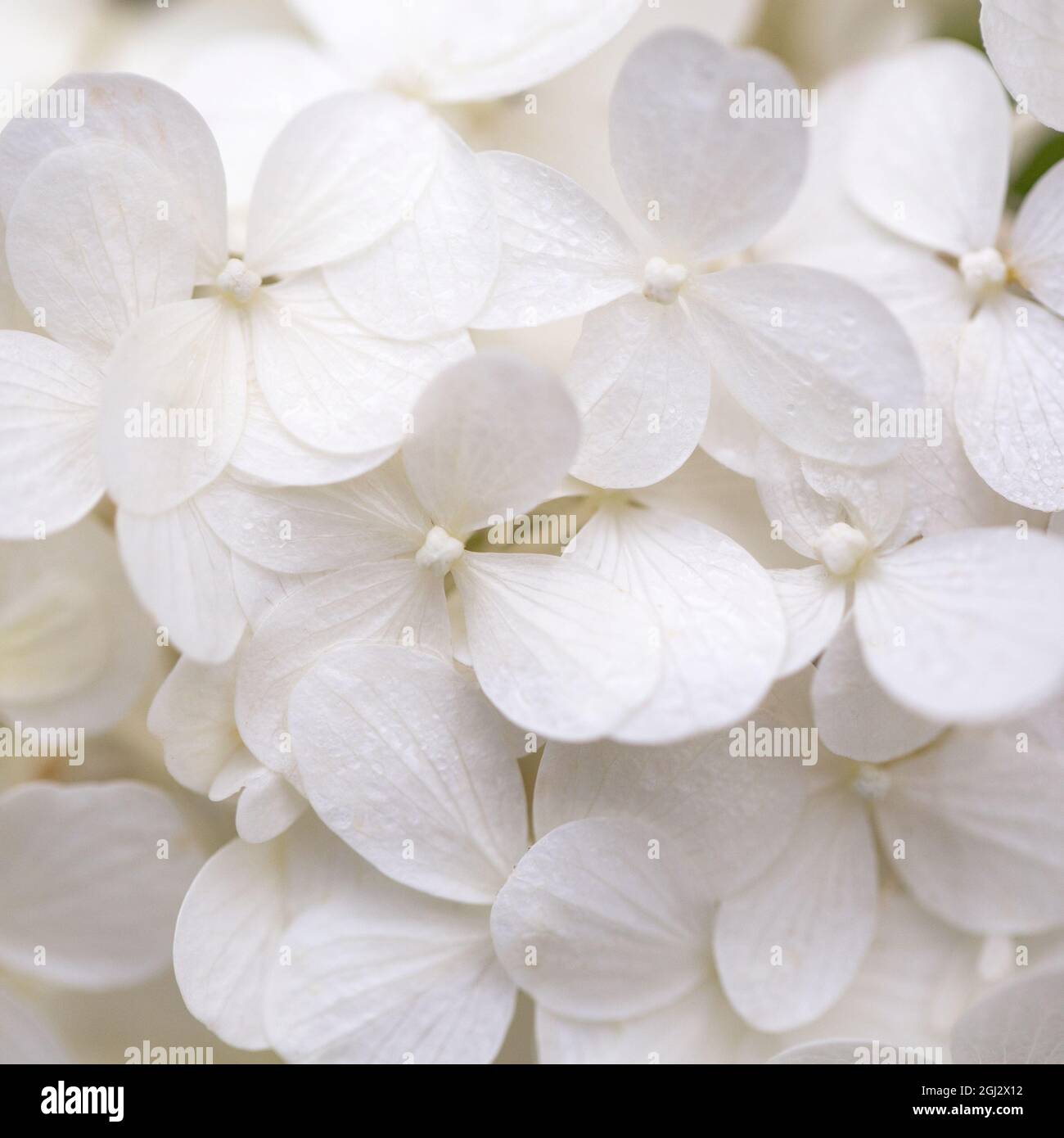 Weiße Hortensien Blumen, quadratisches Foto, Hochzeit romantischen Hintergrund. Stockfoto