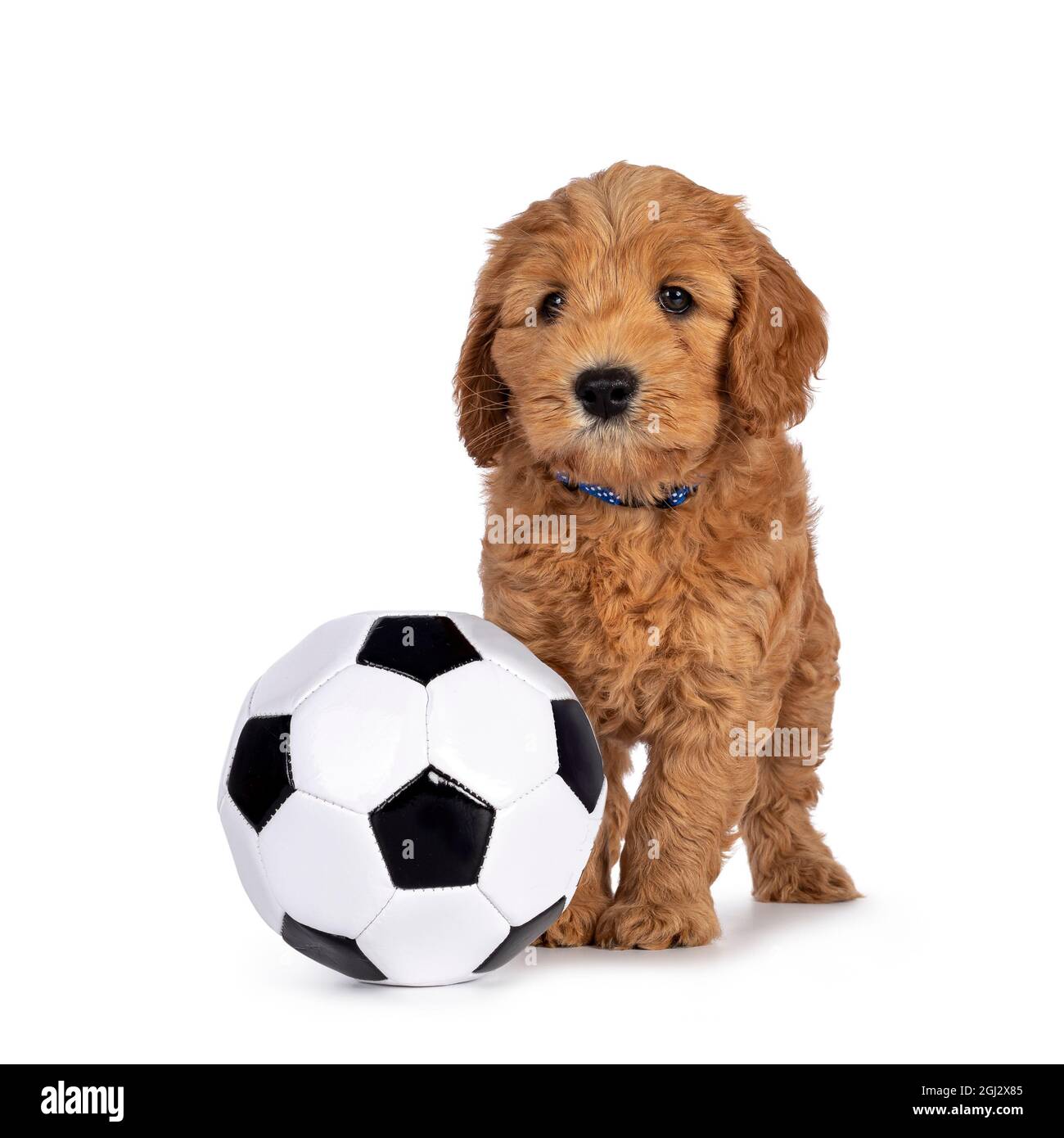 Bezaubernder Cobberdog-Welpe alias Labradoodle Dog, der neben einem schwarzen und weißen Fußball steht. Blick auf die Kamera. Isoliert auf weißem Hintergrund. Stockfoto