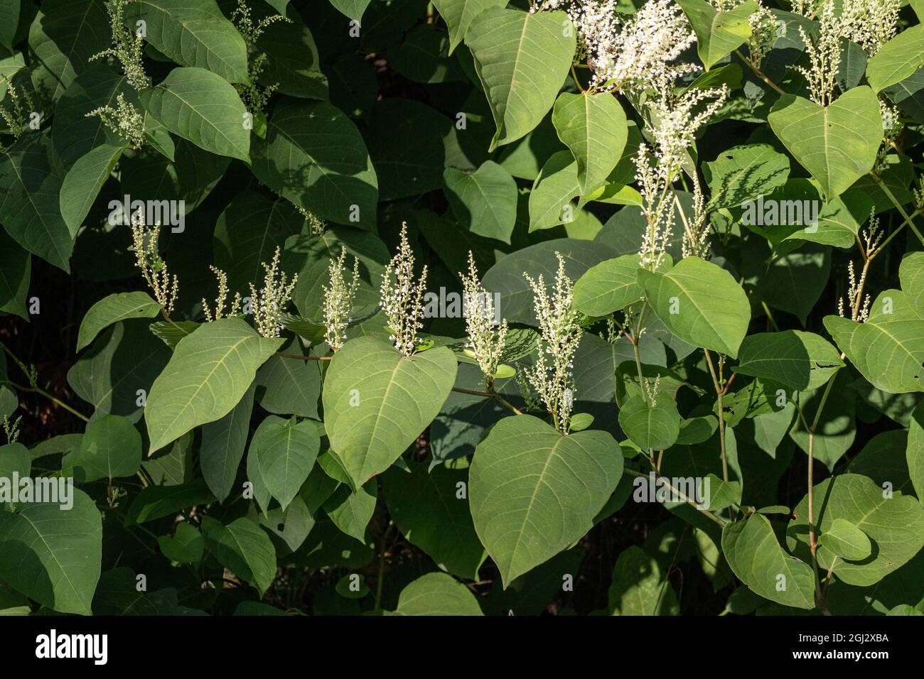 Reynoutria japonica Stockfoto