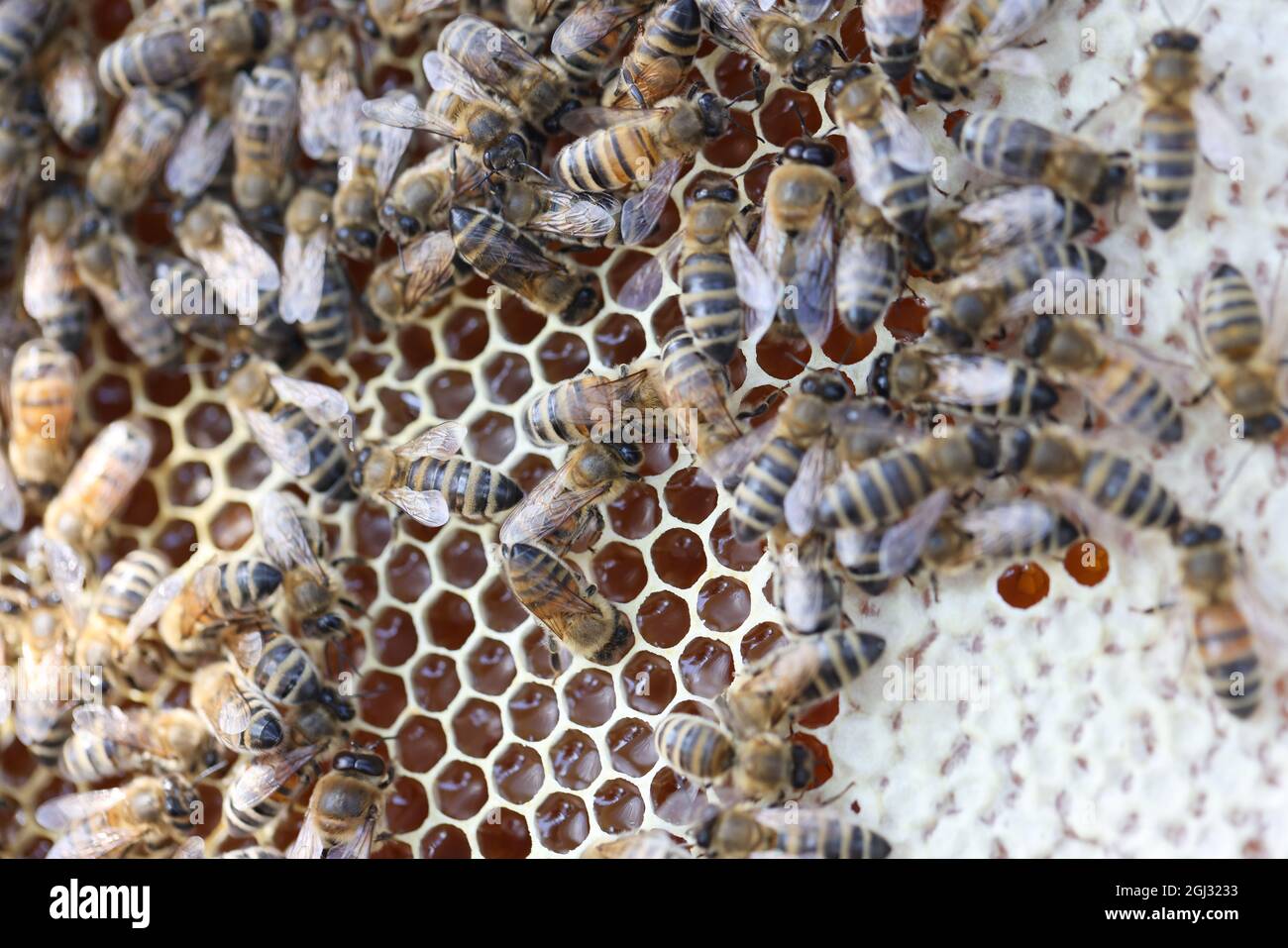 Biene auf Waben mit Honigstückchen Nektar in Käfigen Stockfoto