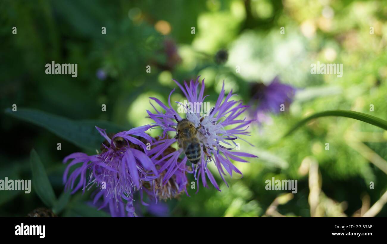 Und im September sammelt die Biene Nektar Stockfoto