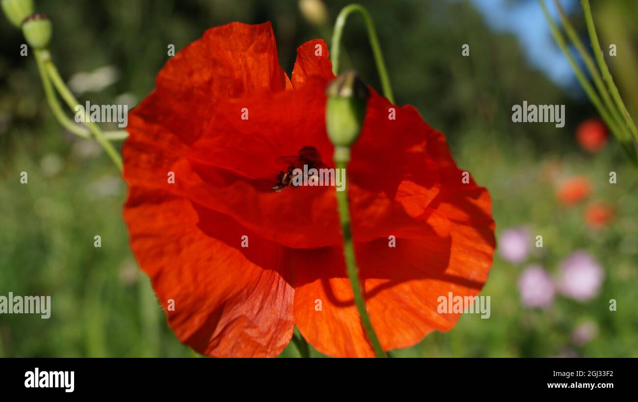 Eine Biene versteckte sich im Kopf einer Mohnblume Stockfoto