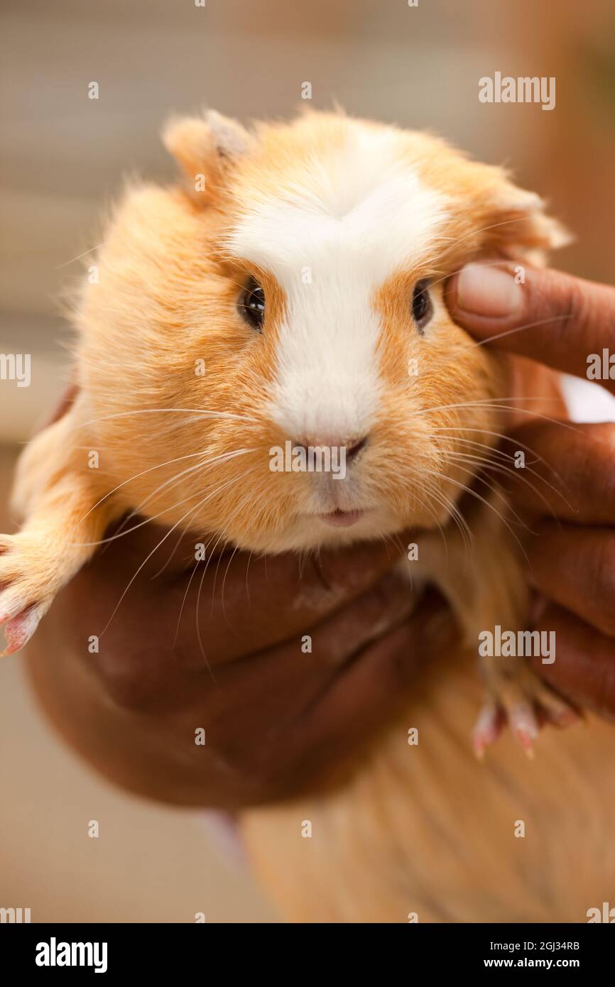 Hamsterzucht Fotos Und Bildmaterial In Hoher Auflosung Alamy