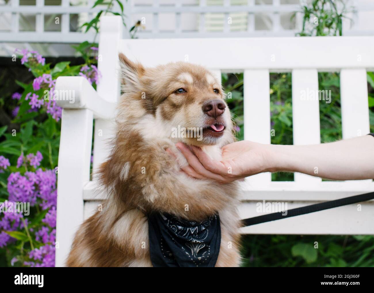 Person mit Hund, die Hand unter das Kinn des Hundes hält. Hund rollt mit der Zunge und sitzt vor einer weißen Gartenbank. Lila Blüten im Hintergrund. Stockfoto