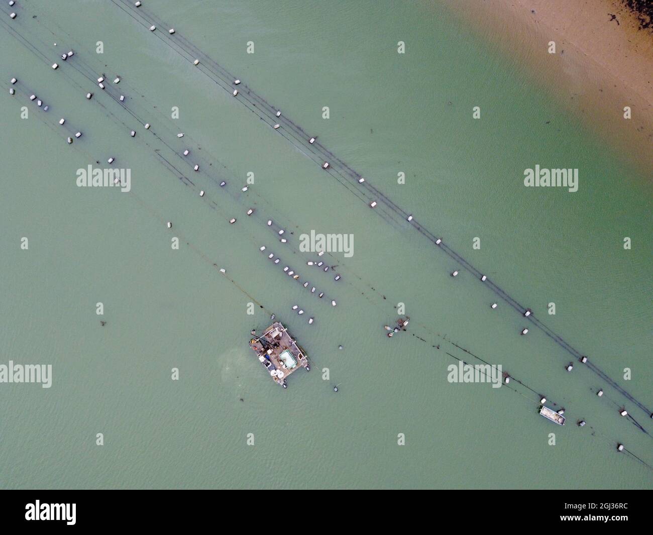 oyster Muschelfarm fal River cornwall großbritannien Stockfoto