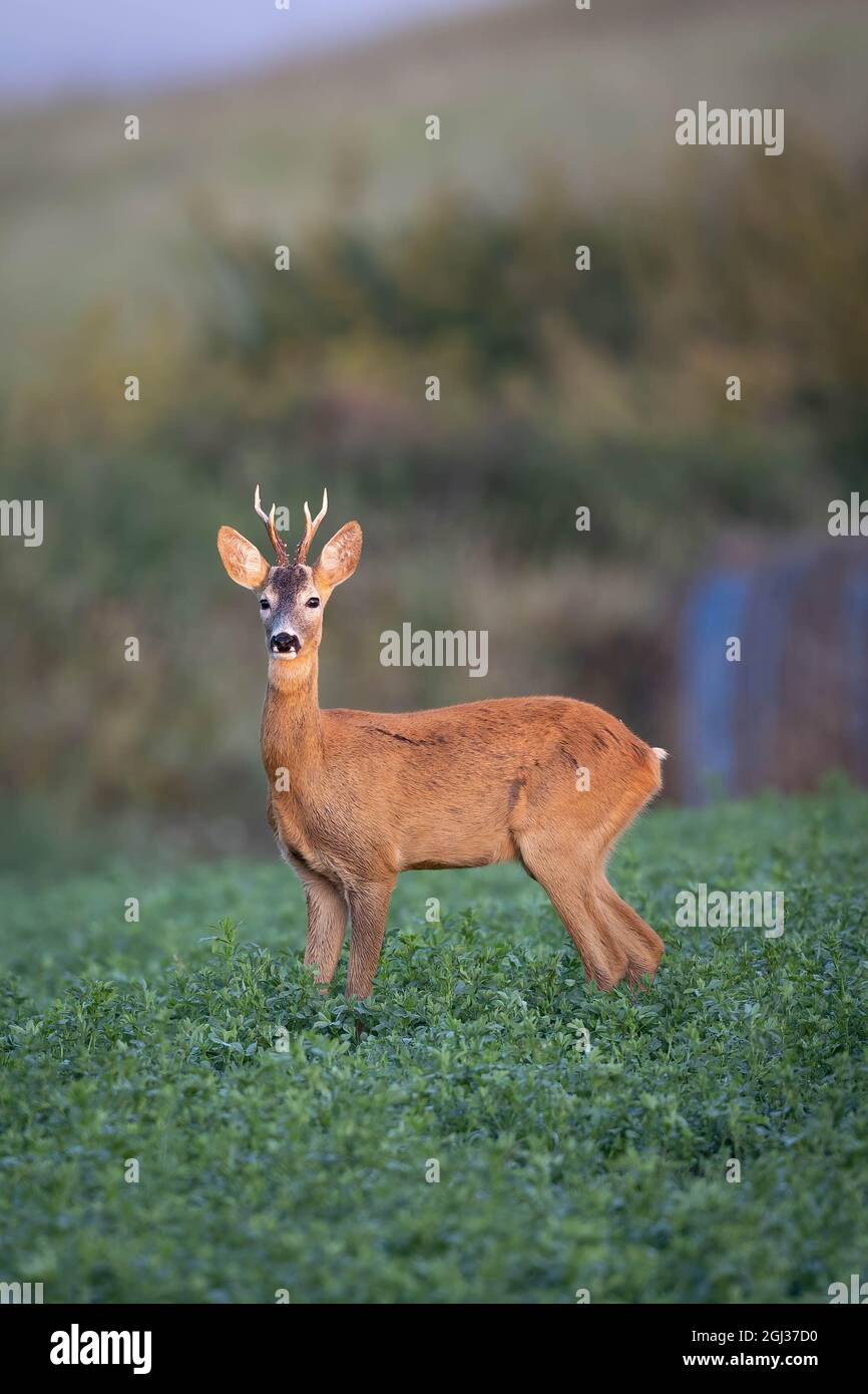 Rehe stehen und schauen auf der grünen Wiese zur Kamera Stockfoto