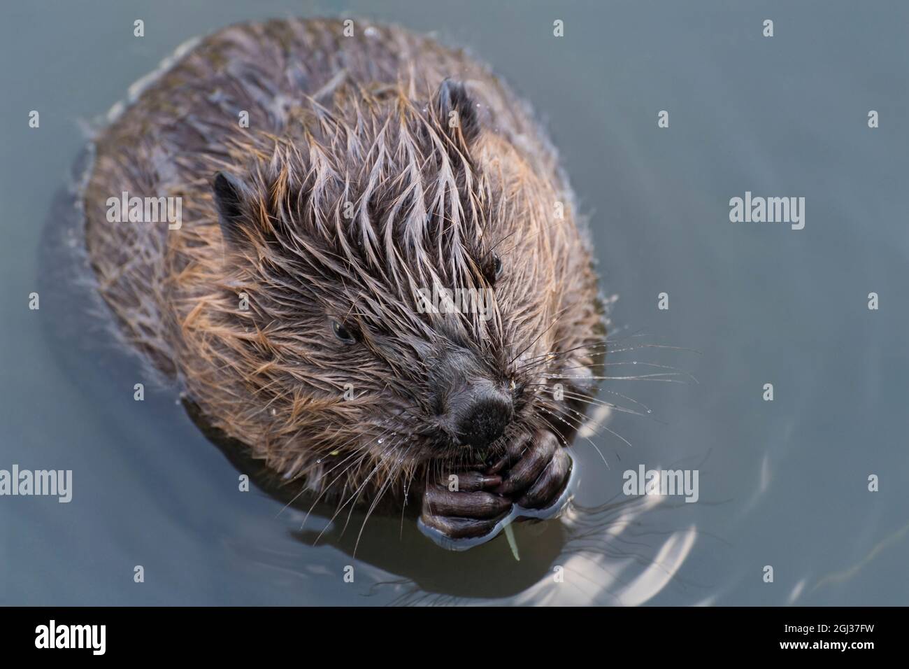 Ein junger Biber frisst einen Weidenzweig, Moskau, Russland Stockfoto