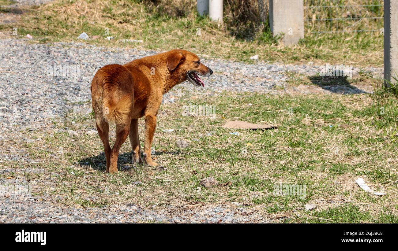 Brauner Hund mit Rücken im Vordergrund, Kopf nach rechts gedreht und er mit offenem Mund. Der Boden ist eine Mischung aus Stein und Gras, in Stockfoto