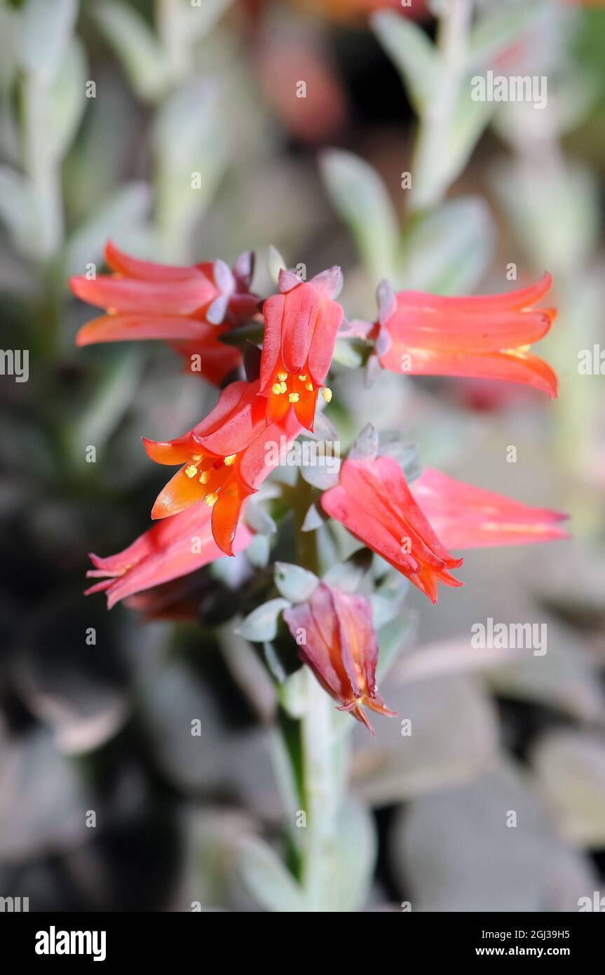 Echeveria purpusorum, bíboros levélrózsa, Amerika Stockfoto