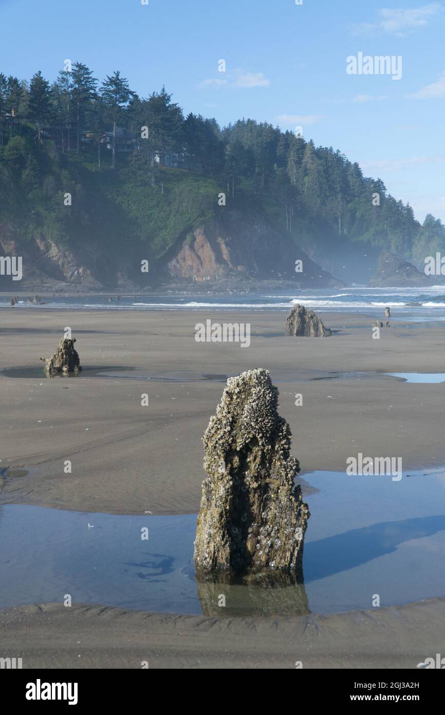 Ertrunkene Bäume in Neskowi an der Küste von Oregon, USA, einem Geisterwald, der durch plötzliche Absenkung durch ein Erdbeben in der Subduktionszone vor 1600 Jahren entstanden ist. Stockfoto