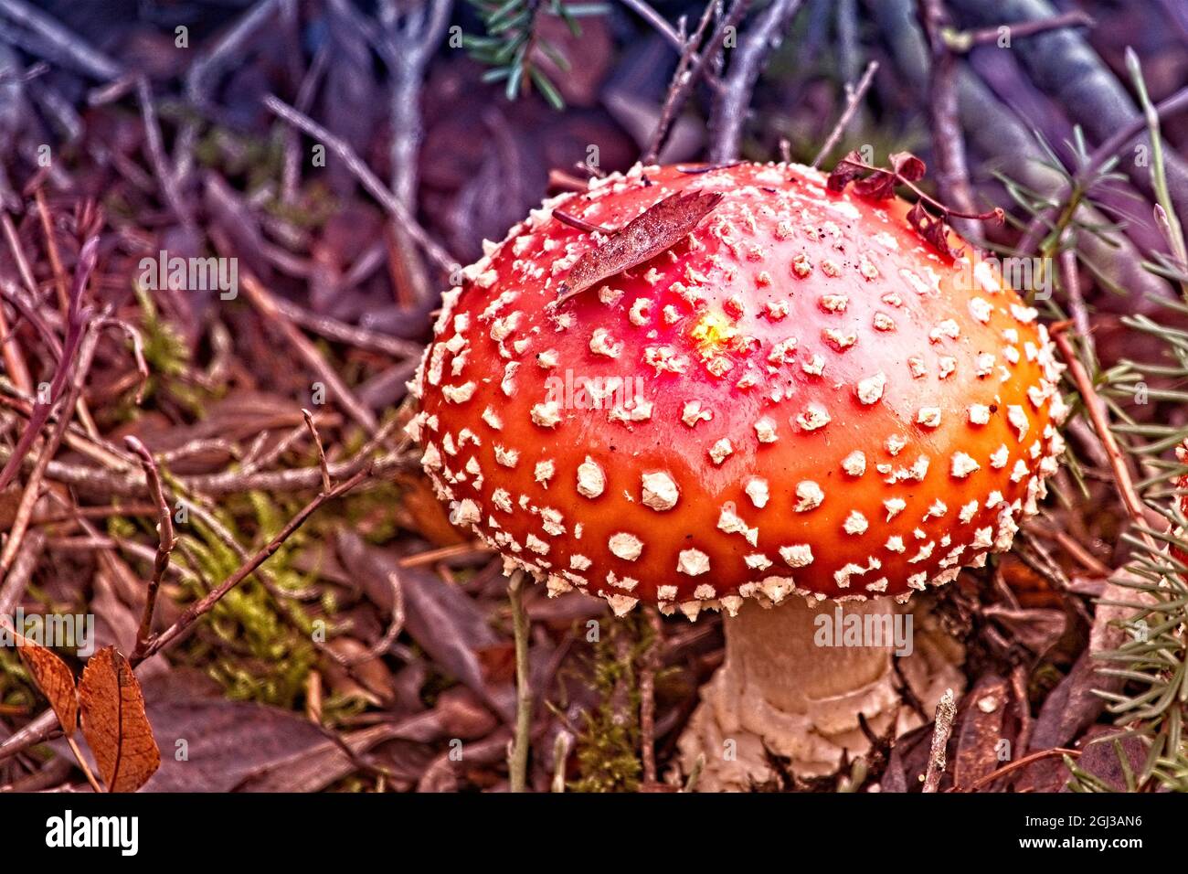Ein Pilz unter uns - Ein schöner Orangenpilz am Ufer des Picture Lake in der Nähe des Mt. Skigebiet Baker. Stockfoto