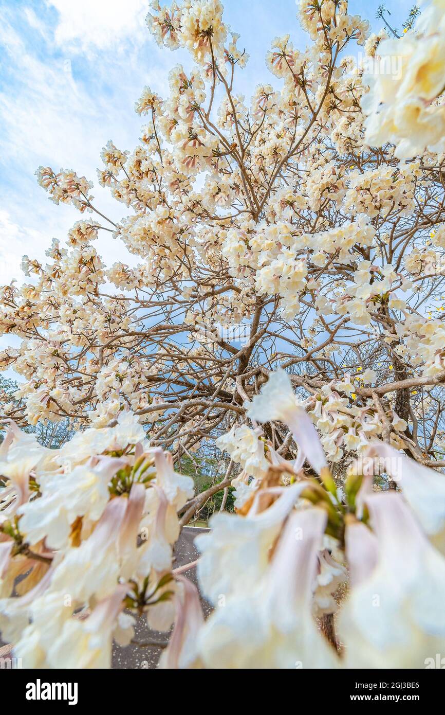Weißer Ipe-Baum mit schönen weißen Blüten. Stockfoto