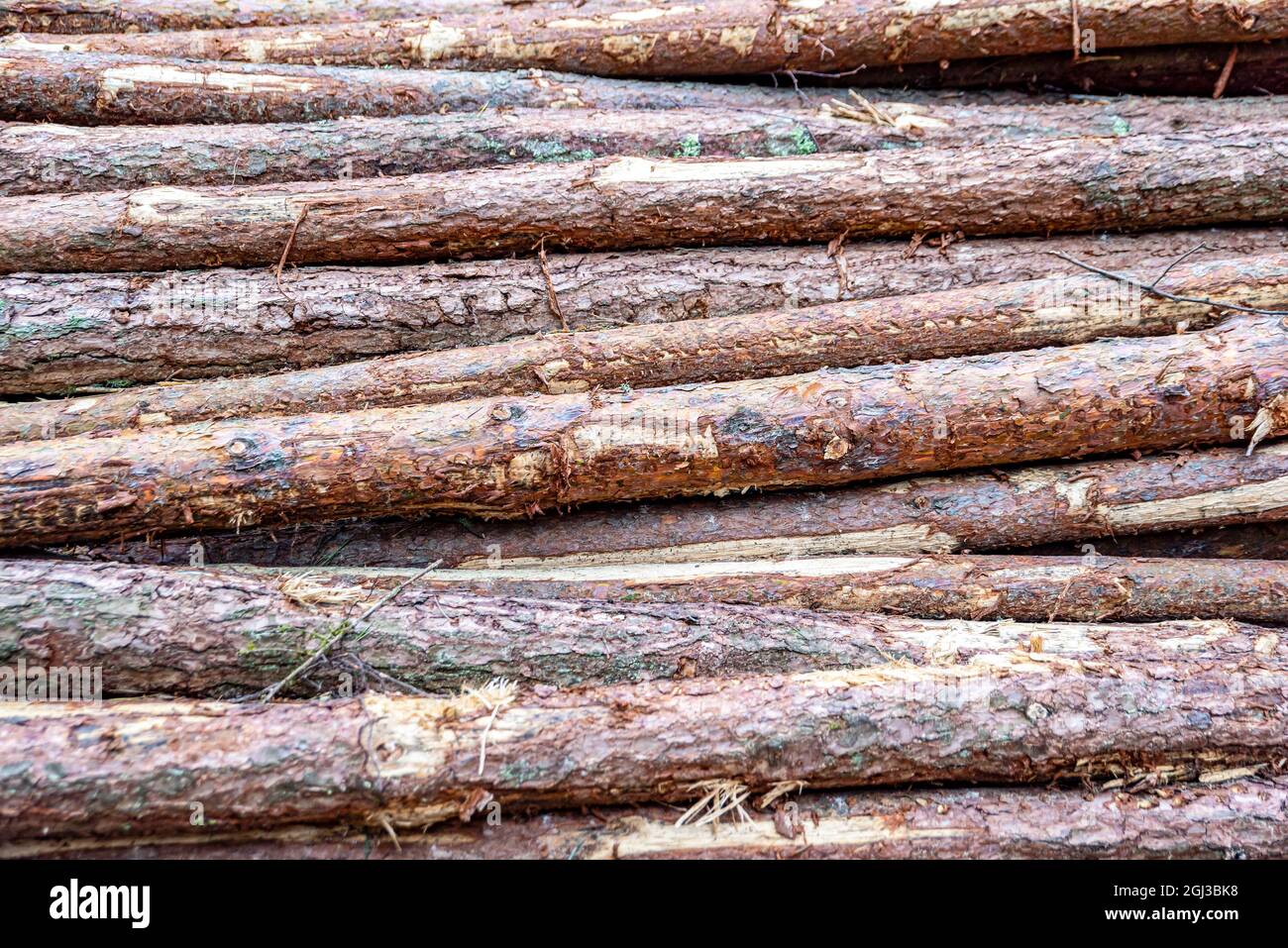 Baumstämme in einem Haufen. Kiefernstämme im Wald ernten. Gefaltetes Holz. Ein Haufen von Baumstämmen in einem Nadelwald. Baumstämme Stockfoto