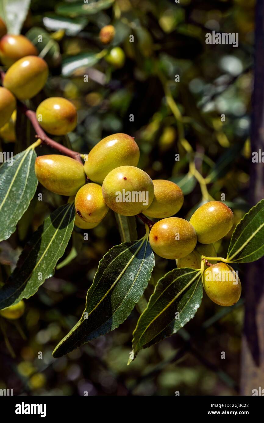 Die Jujube-Frucht oder drupe ziziphus jujujuba, die auf dem Baum heranreift Stockfoto