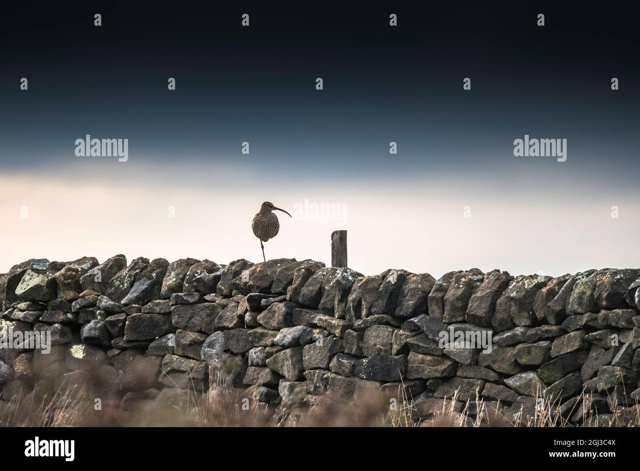 Ein einäugige Lockenlaue, die auf einer trockenen Steinmauer in England sitzt Stockfoto