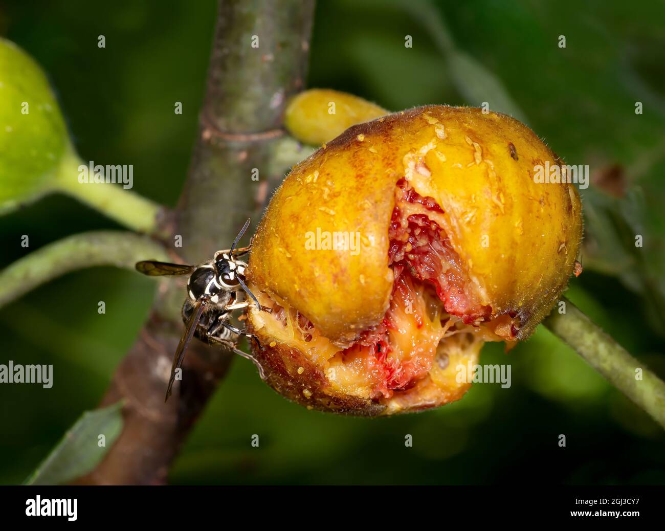 Makroansicht von Glatzenhorsten (Dolichovespula maculata), die im Spätsommer im Garten in Zentral-Virginia an reifen Feigen (Ficus) fressen. Stockfoto