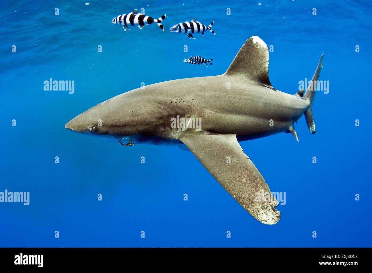 Ozeanischer Weißspitzenhai, Carcharhinus longimanus, mit Pilotenfisch, Naucrates ductor, Nothaken im Mund, lange Brustflosse, Kona Coast, Big Island, Haw Stockfoto