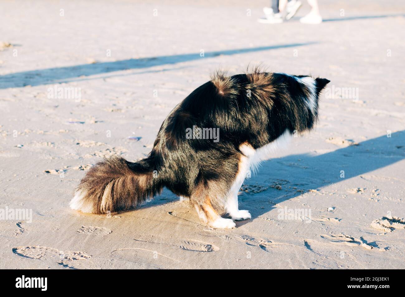 Süßes Border Collie Pooping am sonnigen Sandstrand Stockfoto