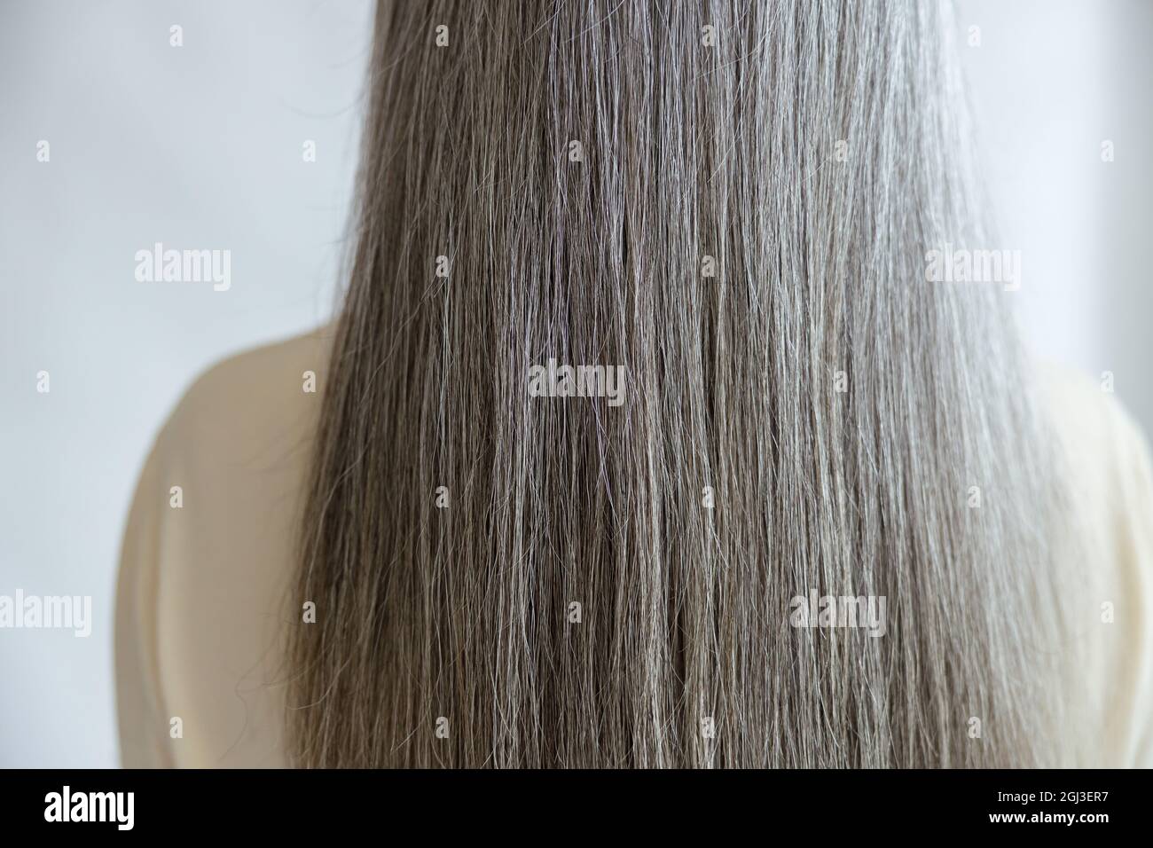 Gesunde lange gerade silberne Haare des weiblichen Modells stehen auf hellgrauem Hintergrund Stockfoto