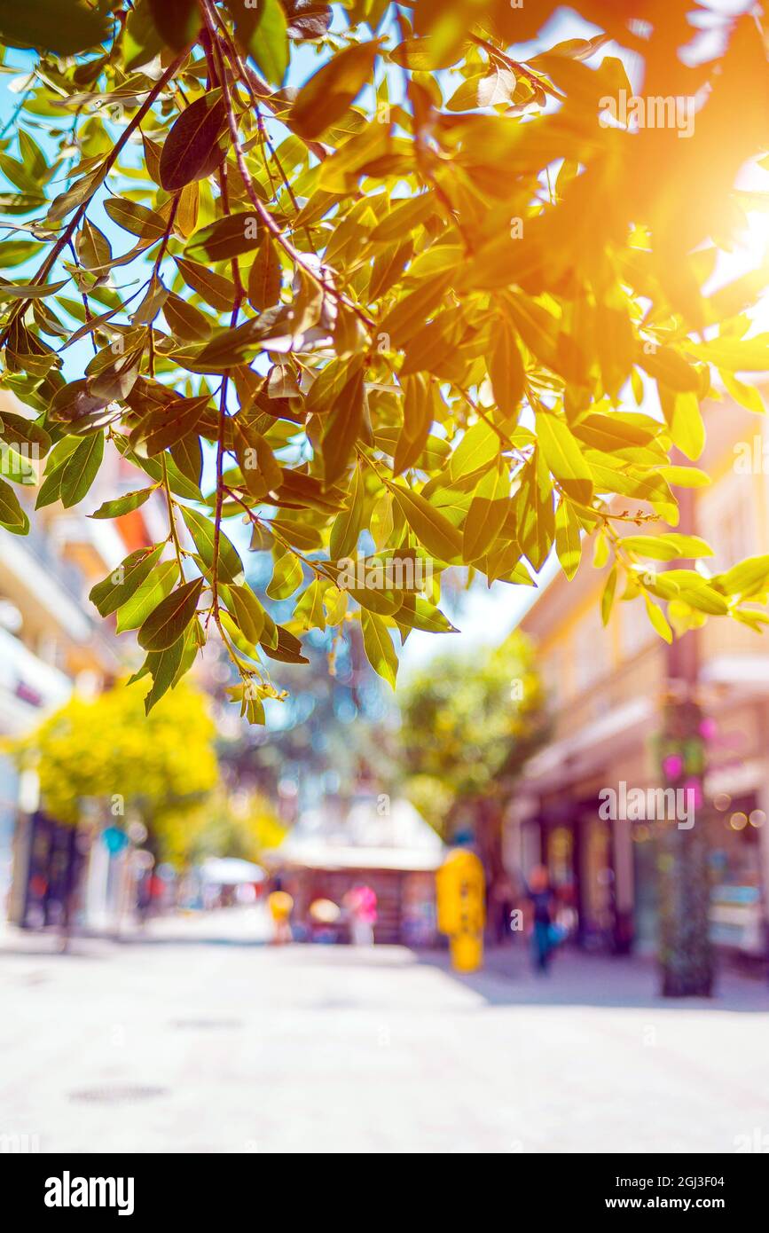 Downtown Walkway in Katerini Griechenland, selektiver Fokus auf Straßenbaumbäste im Sonnenlicht Stockfoto