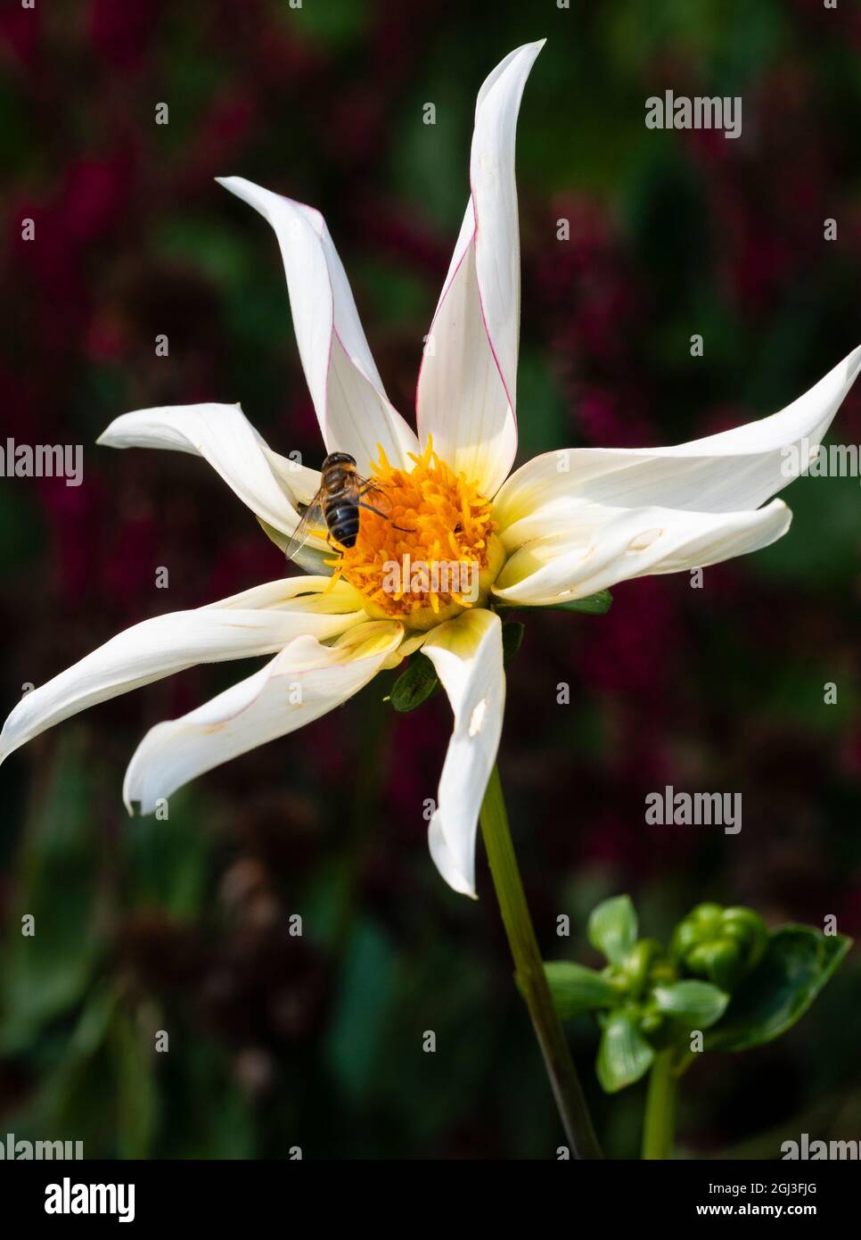 Einzelne rosa Picotee weiße Blume der halbharten, tuberösen Staude Dahlia 'Honka Fragile' Stockfoto