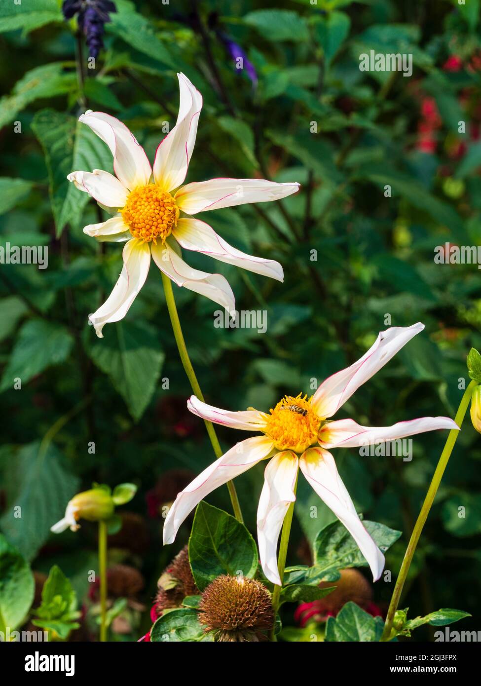 Einzelne rosa Picotee weiße Blüten der halbharten, tuberösen Staude Dahlia 'Honka Fragile' Stockfoto
