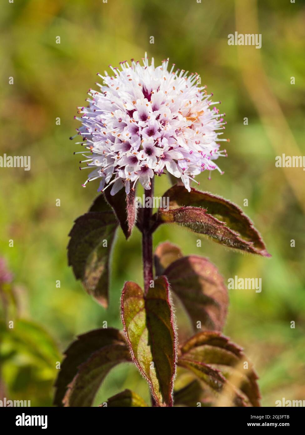 Blüten der marginalen aquatischen britischen einheimischen Moorpflanze Mentha aquatica, Water Mint Stockfoto