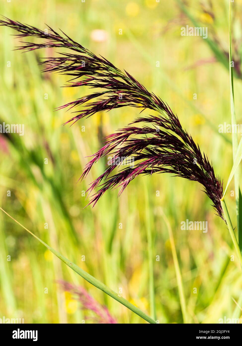 Spätsommer bogenförmigen Blütenkopf des einheimischen marginalen aquatischen Norfolk Schilf, Phragmites australis Stockfoto