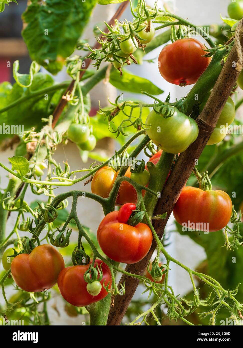 Reifende Sommerfrüchte der zarten jährlichen Tomate, Solanum lycopersicum 'Outdoor Girl' Stockfoto