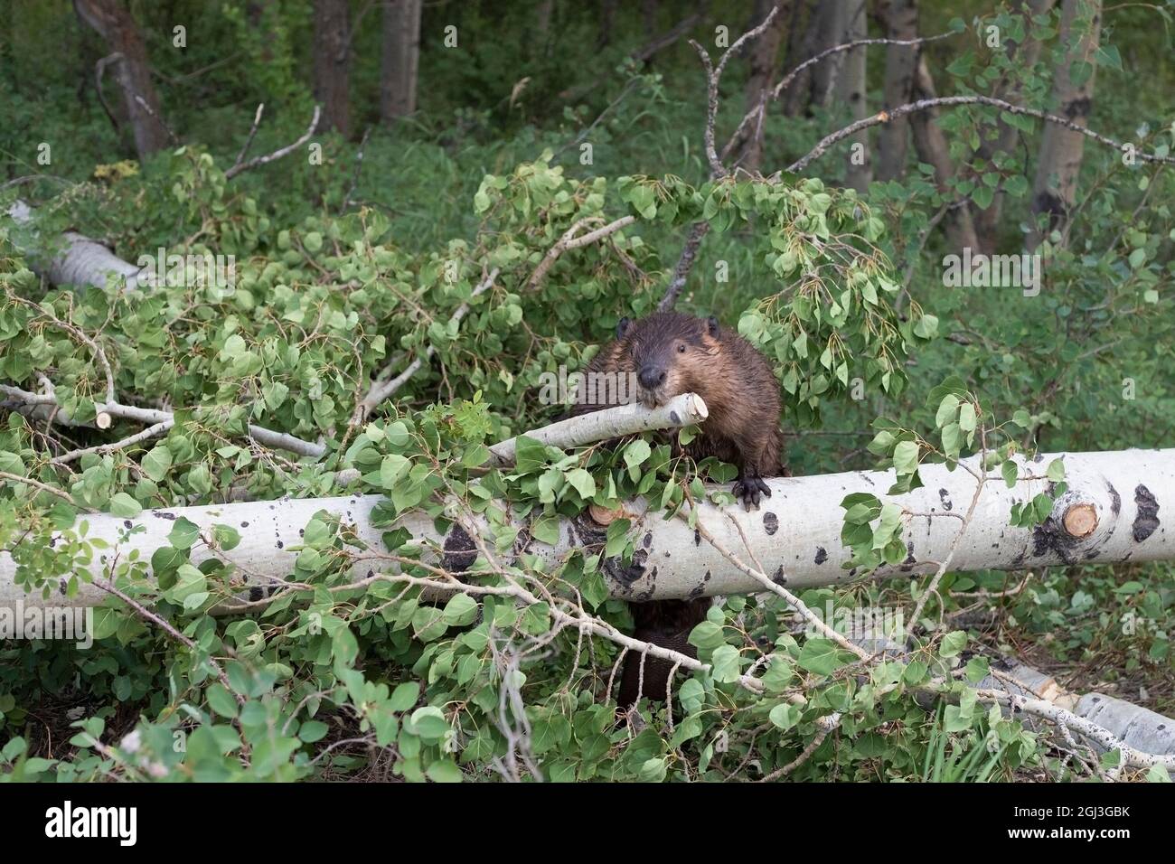 Nordamerikanischer Biber, der einen Zweig in seinem Mund aufhob, nachdem er ihn von einem zitternden Stamm aus Aspen gekaut hatte, um ihn für die Jungen zur Lodge zurückzubringen Stockfoto