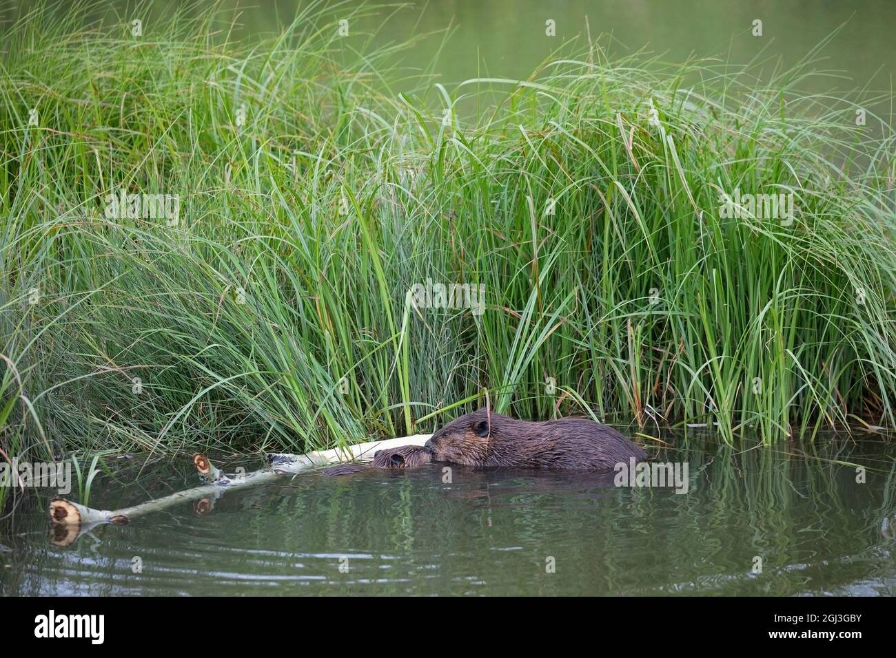 Eltern und Baby Biber Kit nuzzling einander nach der Fütterung auf einem zitternden Aspen Baum. Sie sind durch Seeggen am Teichrand geschützt. Castor canadensis Stockfoto