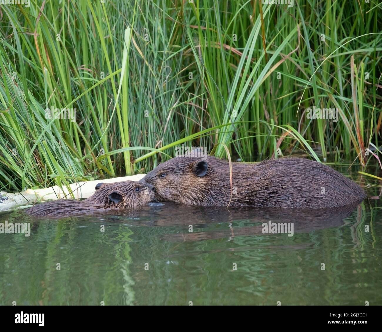 Eltern und Baby Biber Kit nuzzling einander nach der Fütterung auf einem zitternden Aspen Baum. Sie sind durch Seeggen am Teichrand geschützt. (Castor canadensis) Stockfoto