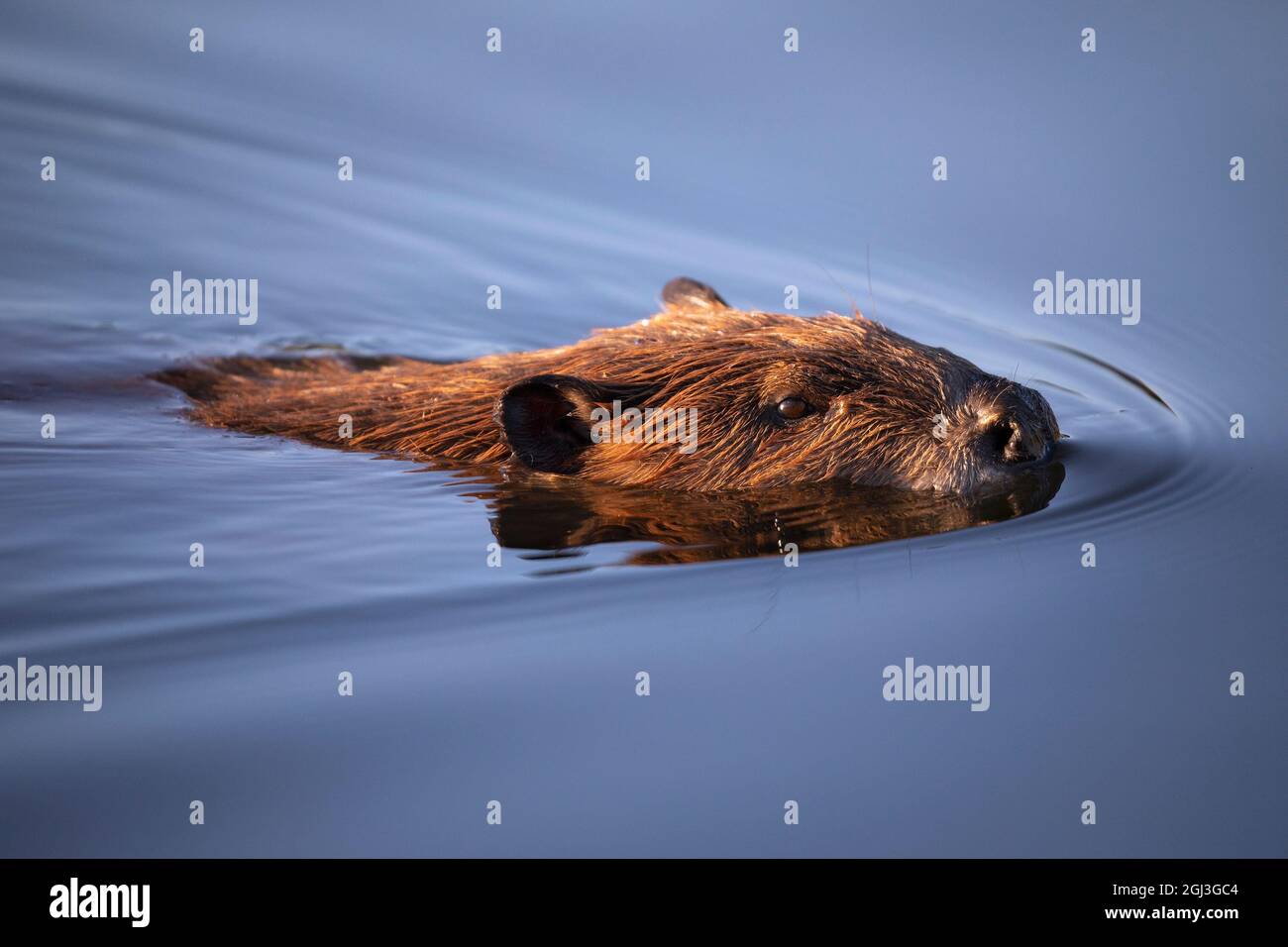 Biber schwimmt durch einen Teich, Nahaufnahme des Kopfes in blauem Wasser. Stockfoto