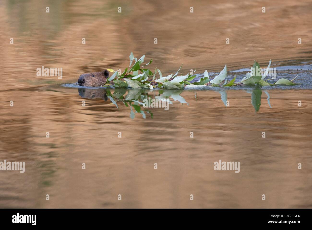 Biber schwimmt durch Teichwasser mit einem Baumzweig Stockfoto
